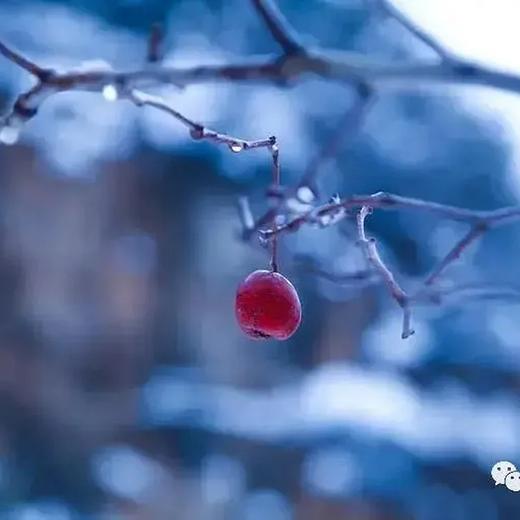 齐物游陈皮桑葚山楂条 商品图6