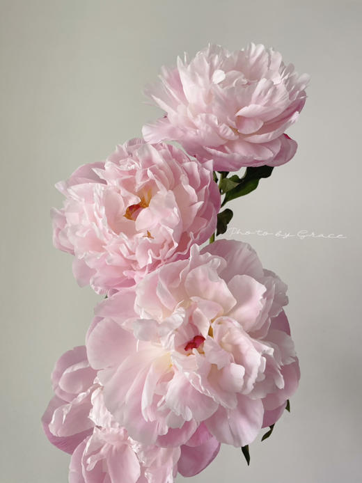 凯瑟琳娜芍药花5支 商品图2