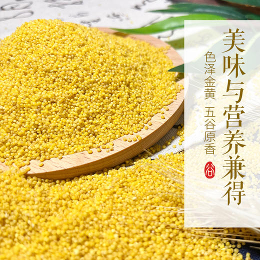 打谷塬陕北米脂黄小米1千克袋装 商品图3