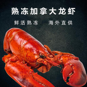 6只装加拿大熟冻波士顿龙虾空运直达纯天然野生北大西洋龙虾400-450g/只（一般贸易）