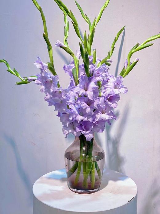 【周四秒杀】紫色剑兰6支59.8元 商品图1