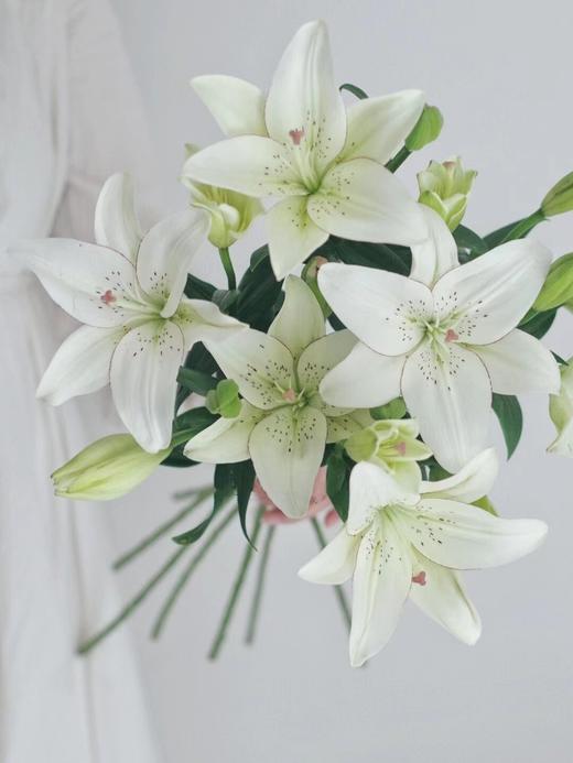 【周四秒杀】眼线百合多头3支39.8元 商品图0