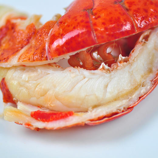 6只装加拿大熟冻波士顿龙虾空运直达纯天然野生北大西洋龙虾400-450g/只（一般贸易） 商品图5