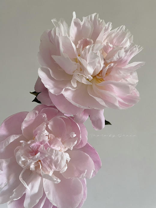 凯瑟琳娜芍药花5支 商品图4