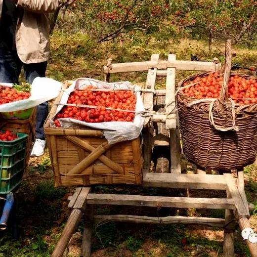 齐物游陈皮桑葚山楂条 商品图8