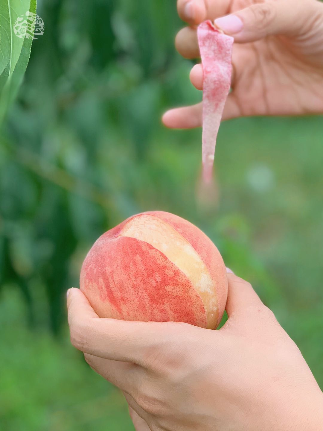 龙泉驿水蜜桃 凤凰桃