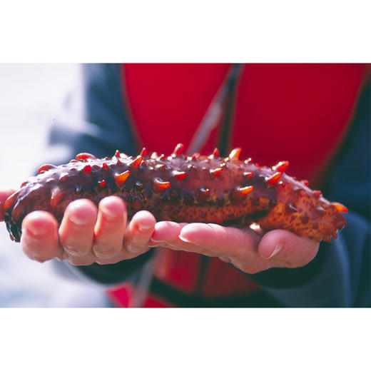 加拿大即食红刺参野生海参2磅开袋即食2种规格可选（一般贸易） 商品图12