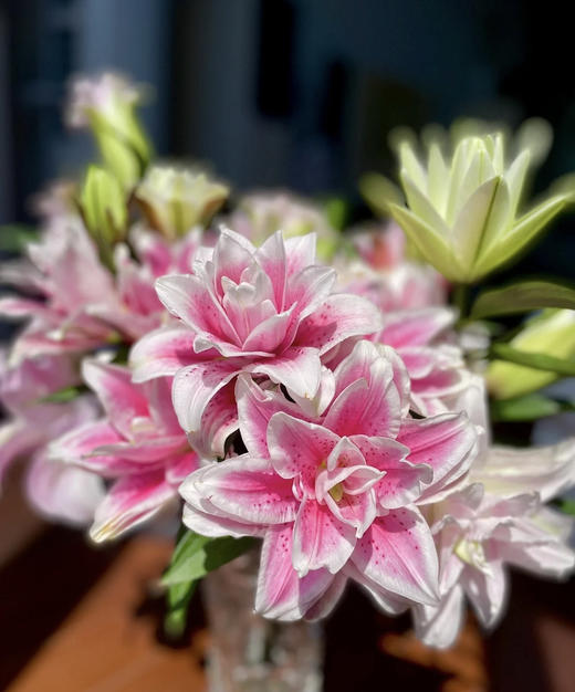 爆款重瓣百合火星之恋5支扎