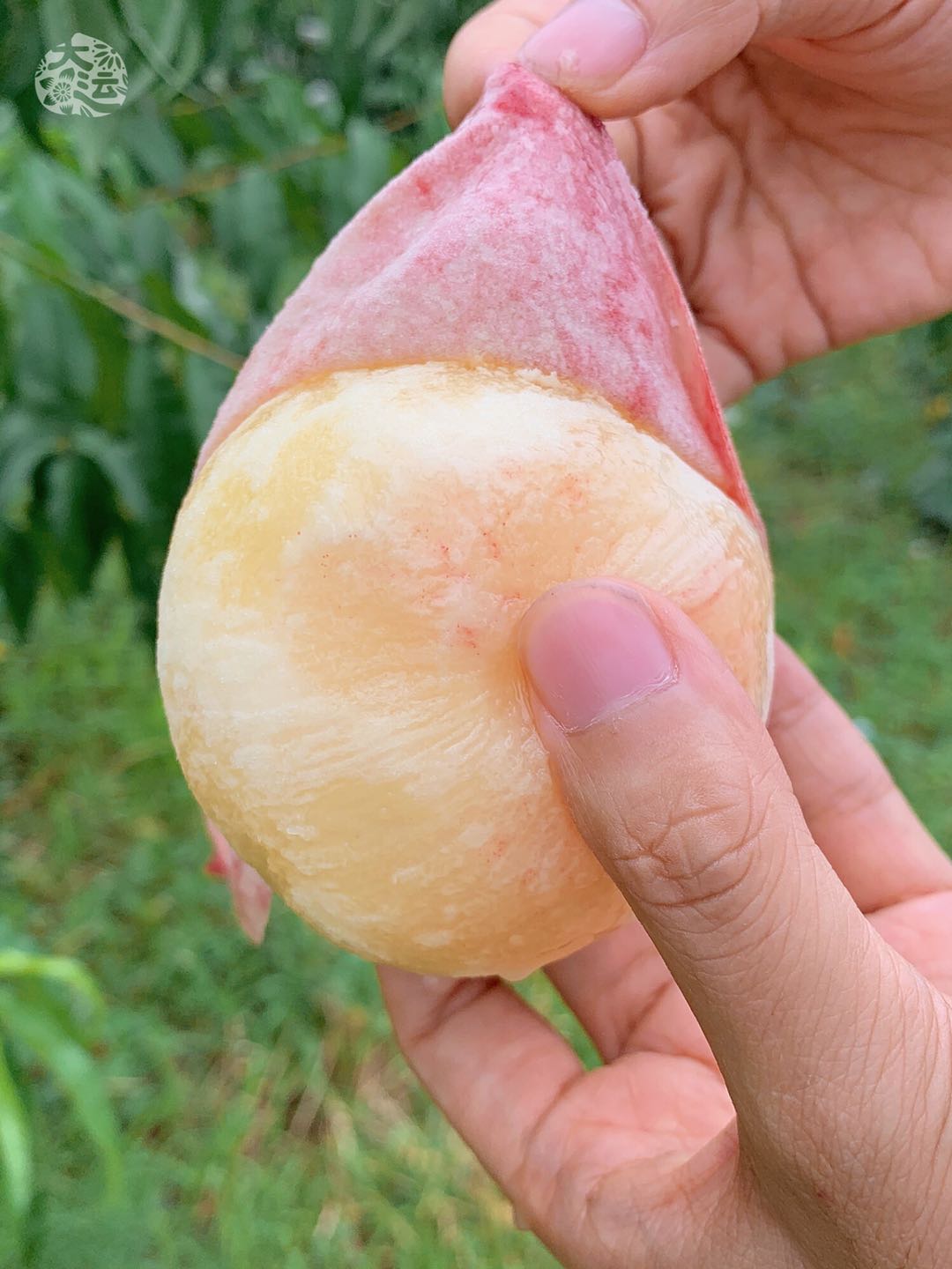 龙泉驿水蜜桃 凤凰桃