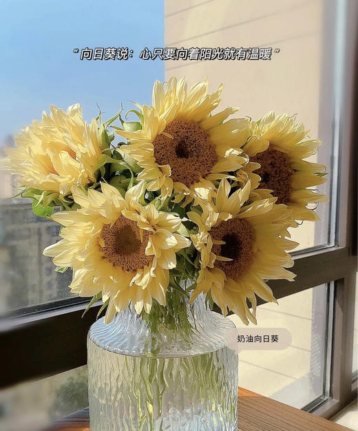 奶油向日葵 5枝/扎   商品图0