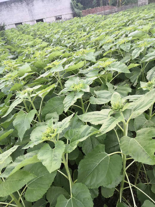 奶油向日葵 5枝/扎   商品图13