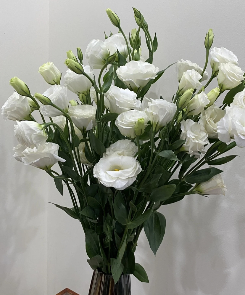 【洋桔梗】--白色 若干枝/扎