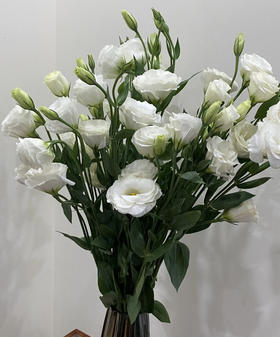 【洋桔梗】--白色 若干枝/扎