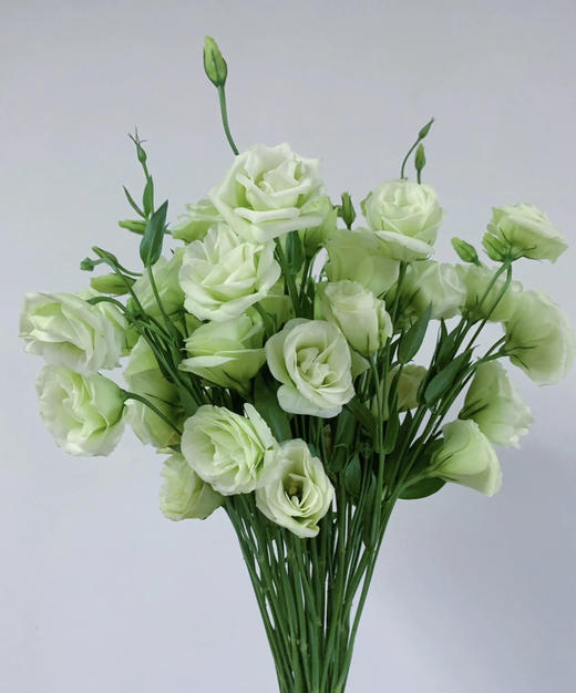 【洋桔梗】--绿色  若干枝/扎 商品图0