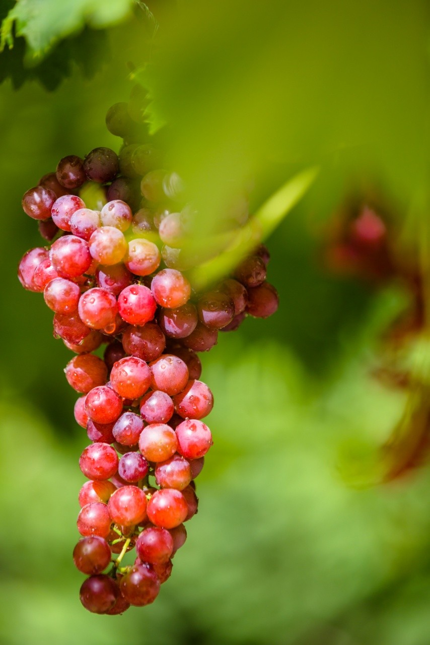 新疆火焰无核玻璃翠葡萄净重4斤