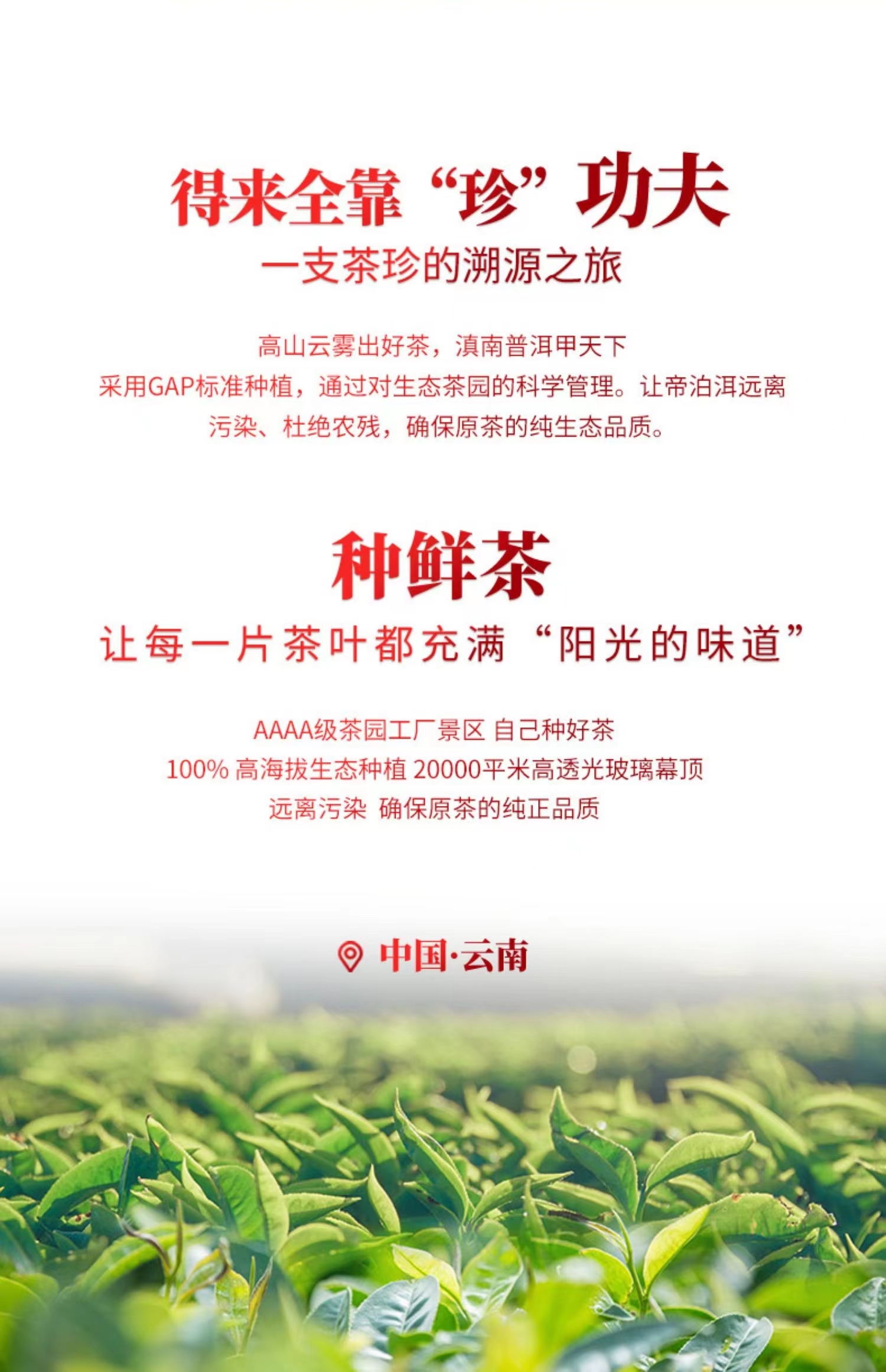 2022年虎年春晚央视联名(红款,蓝款)礼盒正品包邮 - 帝泊洱旗舰店