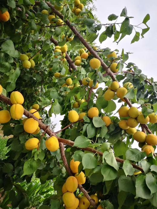 远谷自种大黄杏5斤装 商品图0