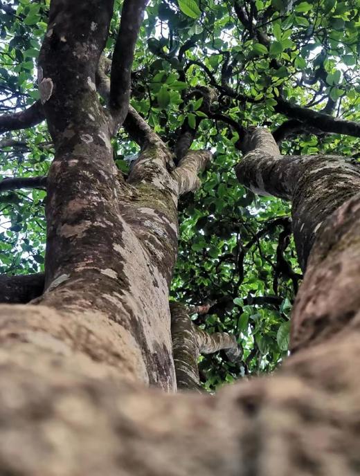 【妖王+妖后大单株】首次公开，山鬼邻居 商品图1