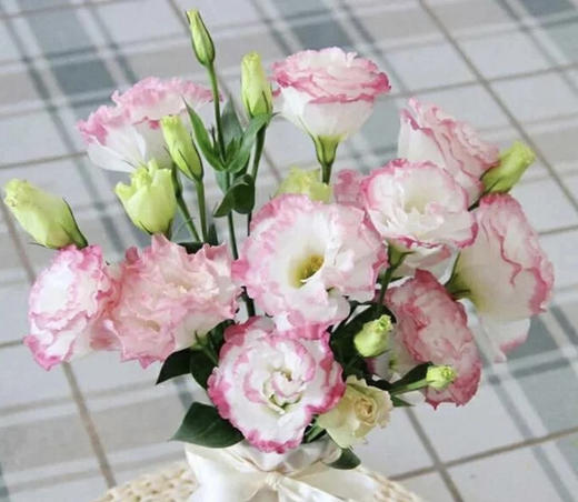 【洋桔梗】--粉边  若干枝/扎 商品图0