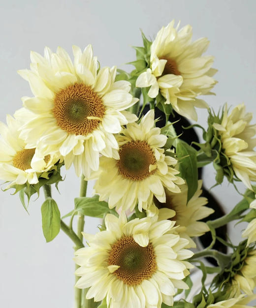 奶油向日葵 5枝/扎   商品图4