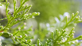 草木有趣 | 经冬常绿的侧柏叶