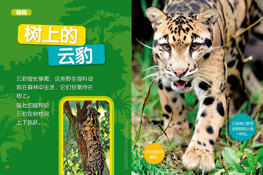 《环球少年地理》幼儿版+动物总动员杂志（12期，全年,24册）(2022年1月至2022年12月） 商品图0