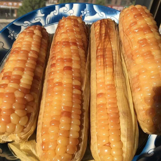 云南西双版纳香糯小玉米、鲜香软嫩，营养健康 商品图0