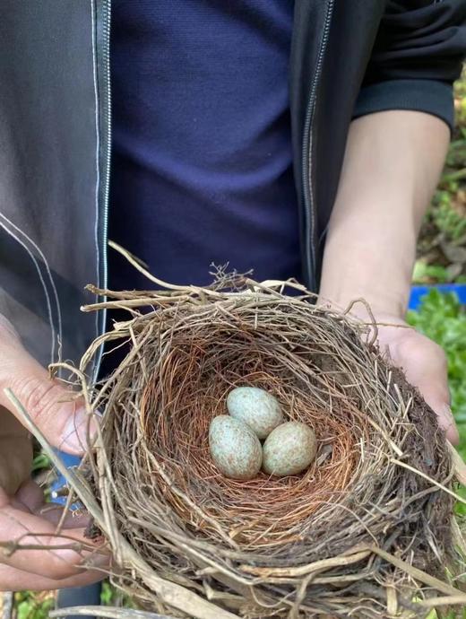 【妖王+妖后大单株】首次公开，山鬼邻居 商品图12