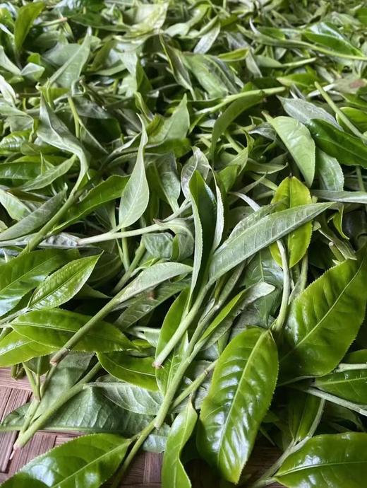 【妖王+妖后大单株】首次公开，山鬼邻居 商品图9