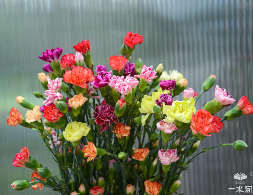 多头康乃馨混色搭配花期超长拍下别付款联系客服改价满100包邮