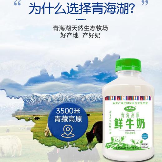 青海湖 青海高原鲜牛奶 500ml/瓶 商品图1