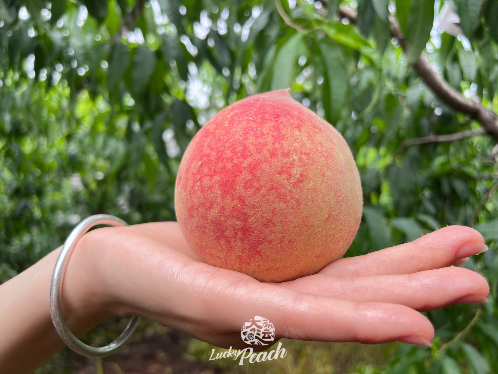 龙泉驿水蜜桃 凤凰桃