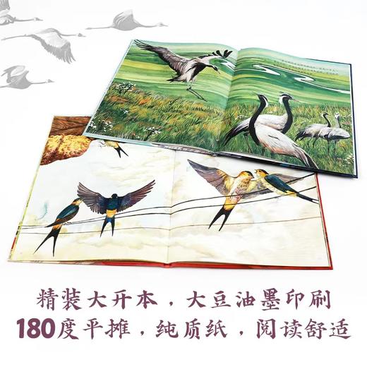 我的飞鸟朋友·你如此勇敢（套装4册赠观鸟笔记本） 商品图5