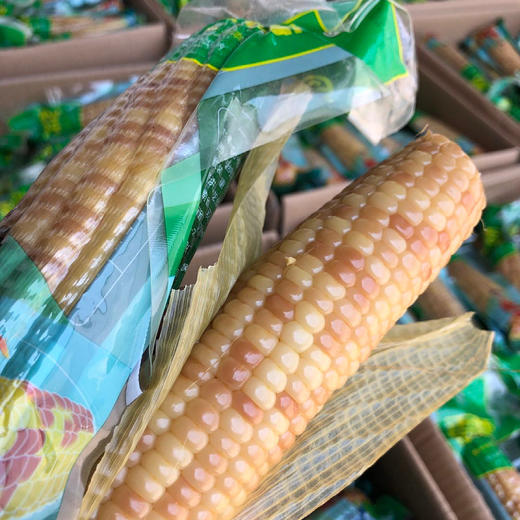 云南西双版纳香糯小玉米、鲜香软嫩，营养健康 商品图1