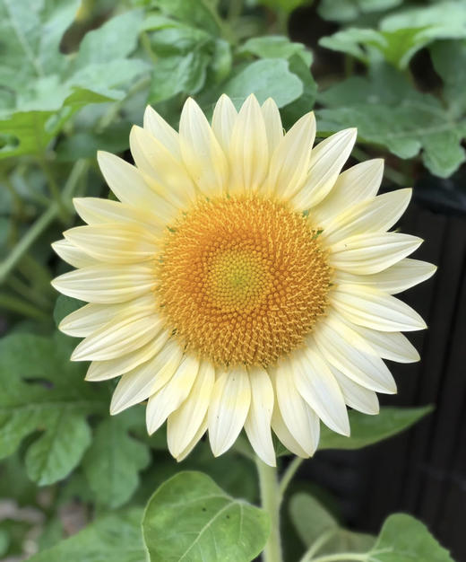 奶油向日葵 5枝/扎   商品图2