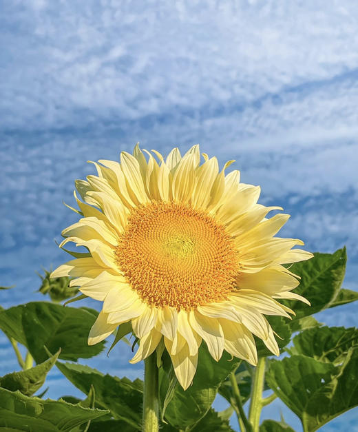 奶油向日葵 5枝/扎   商品图1