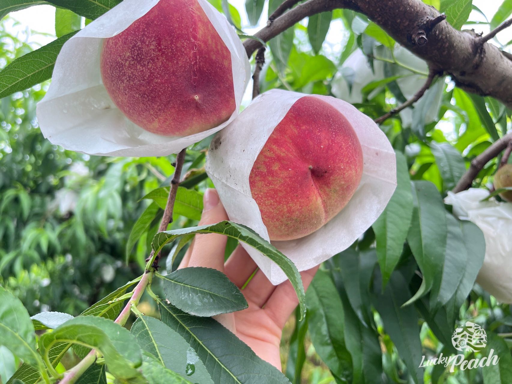 龙泉驿水蜜桃 凤凰桃