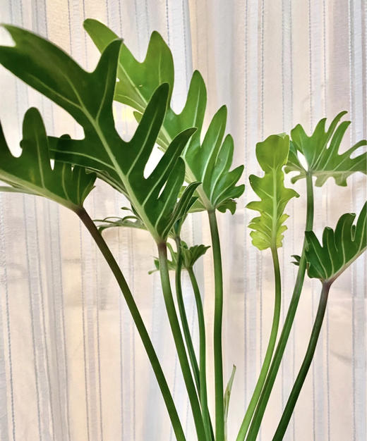 小天使  扎 商品图3