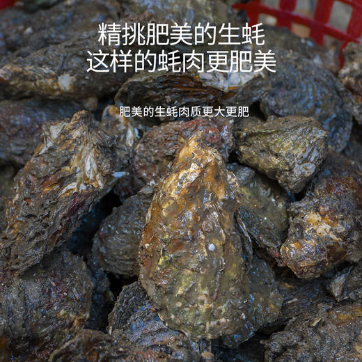 港岛姑娘 海蛎肉当天现剥去壳小牡蛎蚵生蚝肉肥美多汁鲜甜嫩滑220g/盒活冻 商品图1