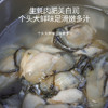 港岛姑娘 海蛎肉当天现剥去壳小牡蛎蚵生蚝肉肥美多汁鲜甜嫩滑220g/盒活冻 商品缩略图4