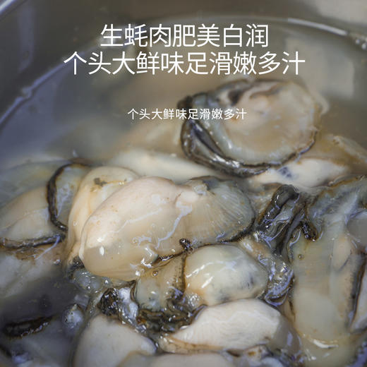港岛姑娘 海蛎肉当天现剥去壳小牡蛎蚵生蚝肉肥美多汁鲜甜嫩滑220g/盒活冻 商品图4