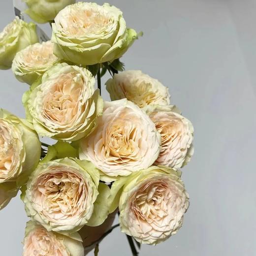 肯尼亚红土地pavlova 巴甫洛娃多头玫瑰5支 商品图2