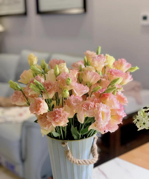 【洋桔梗】--香槟色 若干枝/扎 商品图1