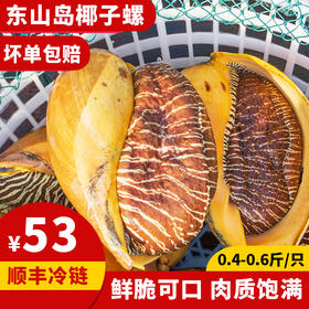港岛姑娘 码头直发超大黄螺海捕椰子螺木瓜螺响螺鲜脆可口肉质饱满 0.4-5.4斤/只活冻