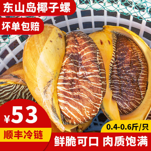 港岛姑娘 码头直发超大黄螺海捕椰子螺木瓜螺响螺鲜脆可口肉质饱满 0.4-5.4斤/只活冻 商品图0
