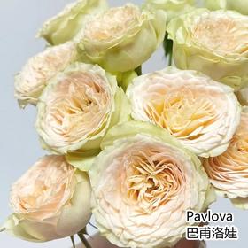 肯尼亚红土地pavlova 巴甫洛娃多头玫瑰5支