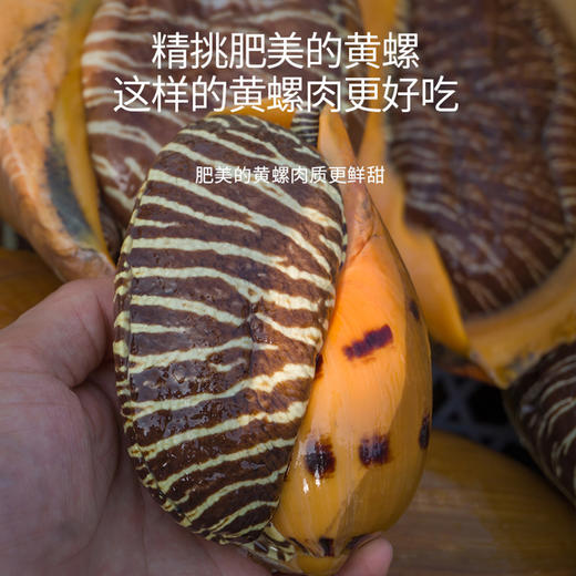 港岛姑娘 码头直发超大黄螺海捕椰子螺木瓜螺响螺鲜脆可口肉质饱满 0.4-5.4斤/只活冻 商品图3