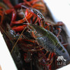 有机小龙虾 （鲜活）| 合作生产*Organic l crayfish| Coproducted 商品缩略图4