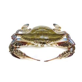 东港上黄大中母飞蟹 螃蟹  上黄率70％左右　单只4两左右（送货路上不保活）