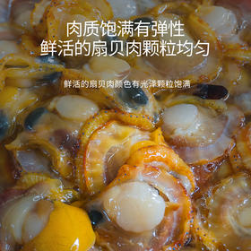 港岛姑娘 半壳扇贝 当天现剥去壳扇贝肉肥美多汁鲜甜嫩滑活冻